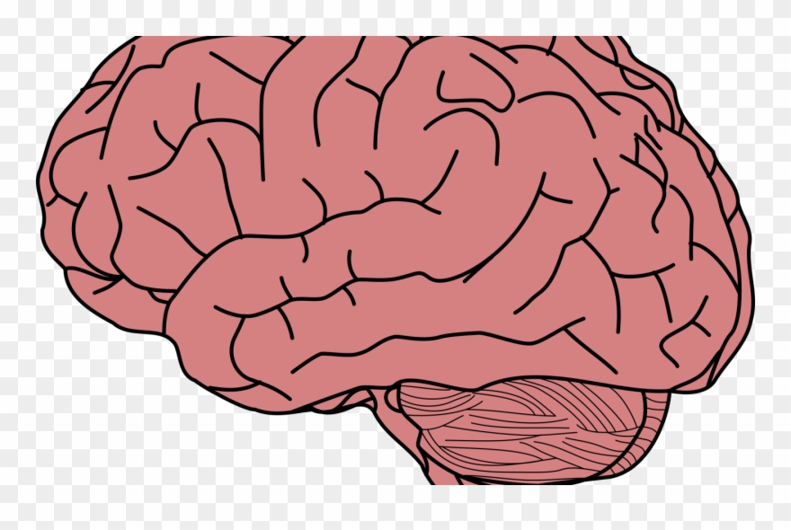 Transparent Background Brain Clipart Transparent - Png Download