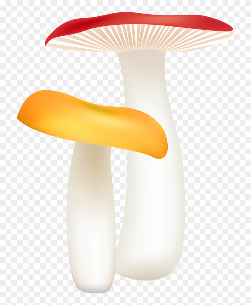 Фото, Автор Cutepictures На Яндекс - Pleurotus Eryngii Clipart