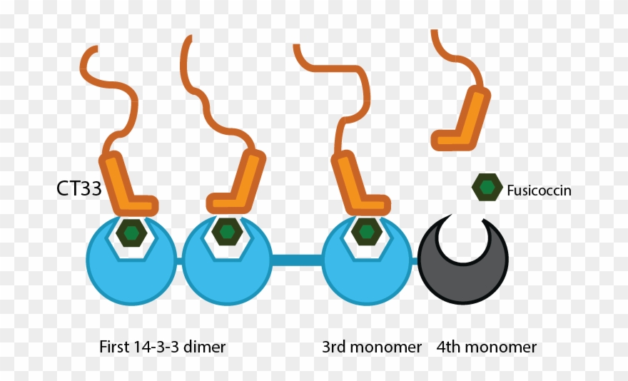 14 3 3 Interacts With 3 Ct33 Constructs Clipart