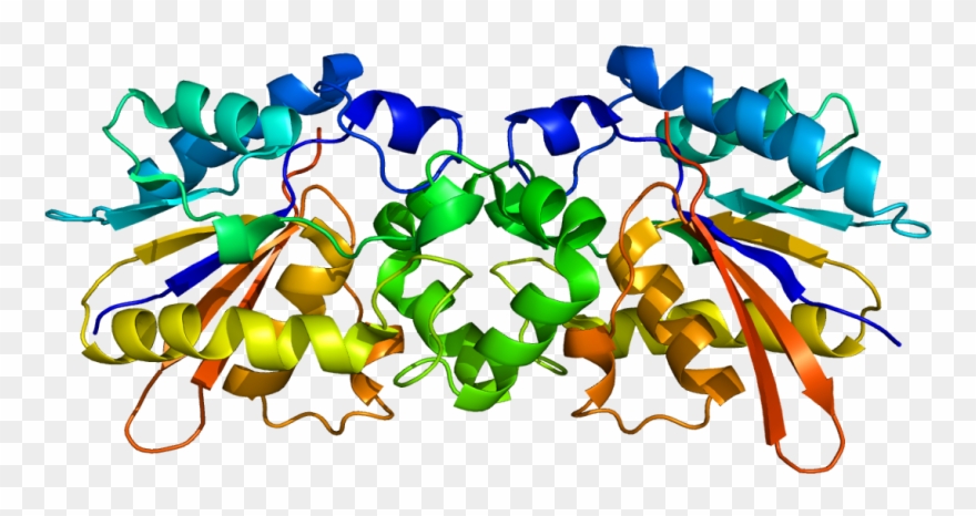 Clipart Protein In Biology - Png Download