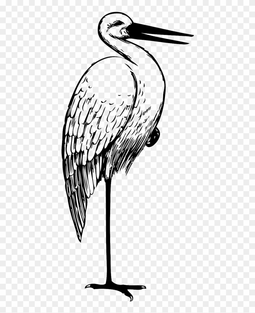 Free Download White Stork Crane Bird The Stork Clip - Stork Black And White Clipart - Png Download