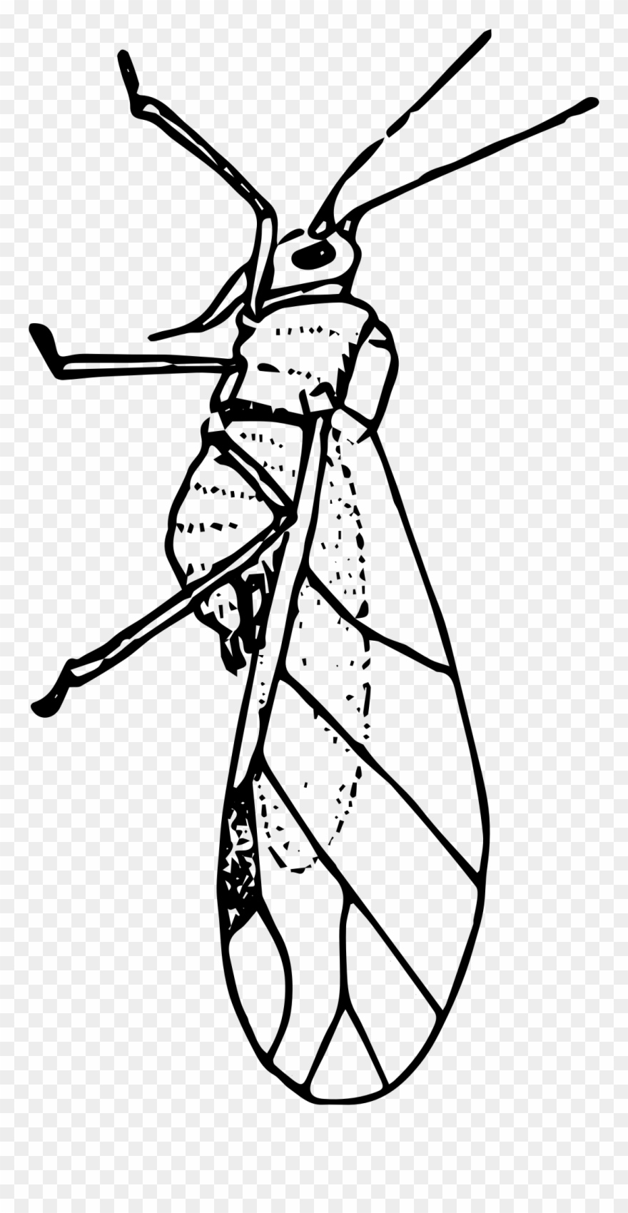 Bug Clipart Aphid - Aphid - Png Download