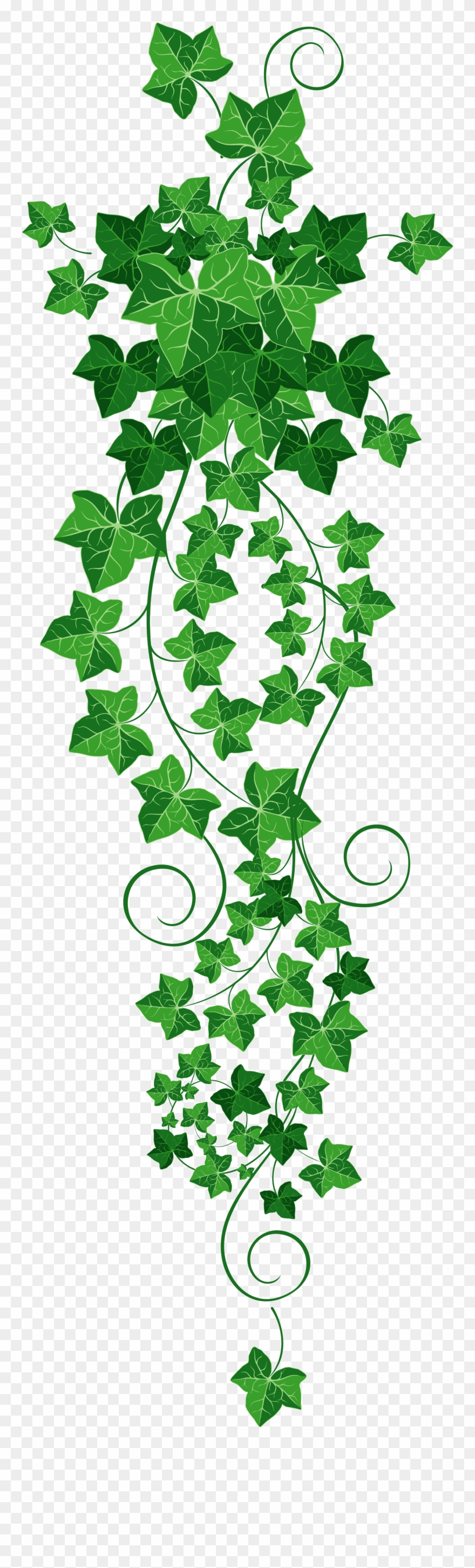 Vine Ivy Clipart Transparent Background Vines Clipart Png Download