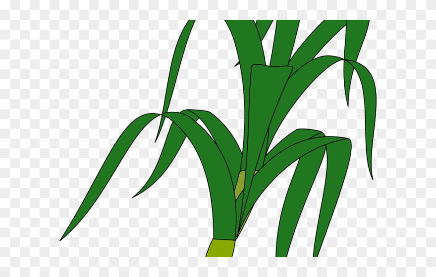 Stalk Clipart Stem - Clip Art - Png Download