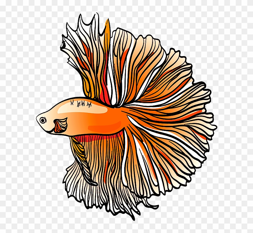 Half Moon Tail Betta Clipart