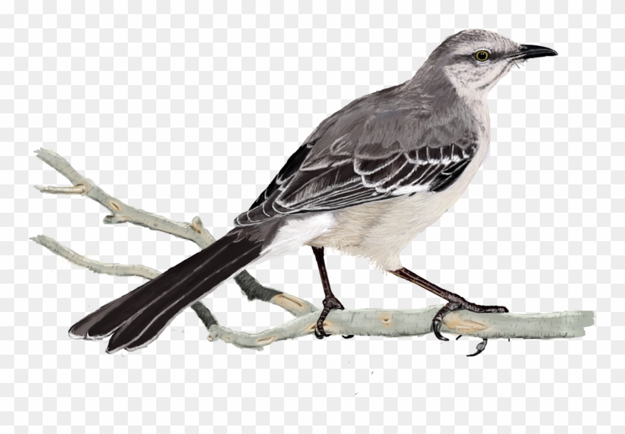 1200 X 1200 5 0 - Northern Mockingbird Transparent Clipart