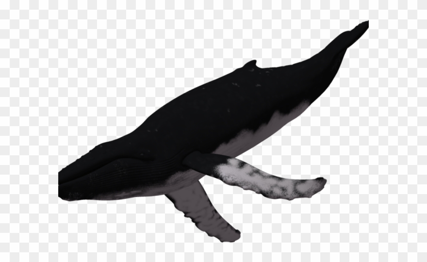 Humpback Whale Clipart Silhouette - Humpback Whale Clear Background - Png Download