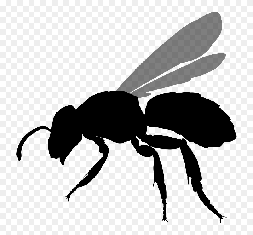 Bee Silhouette Png - Stingless Bee Icon Png Clipart