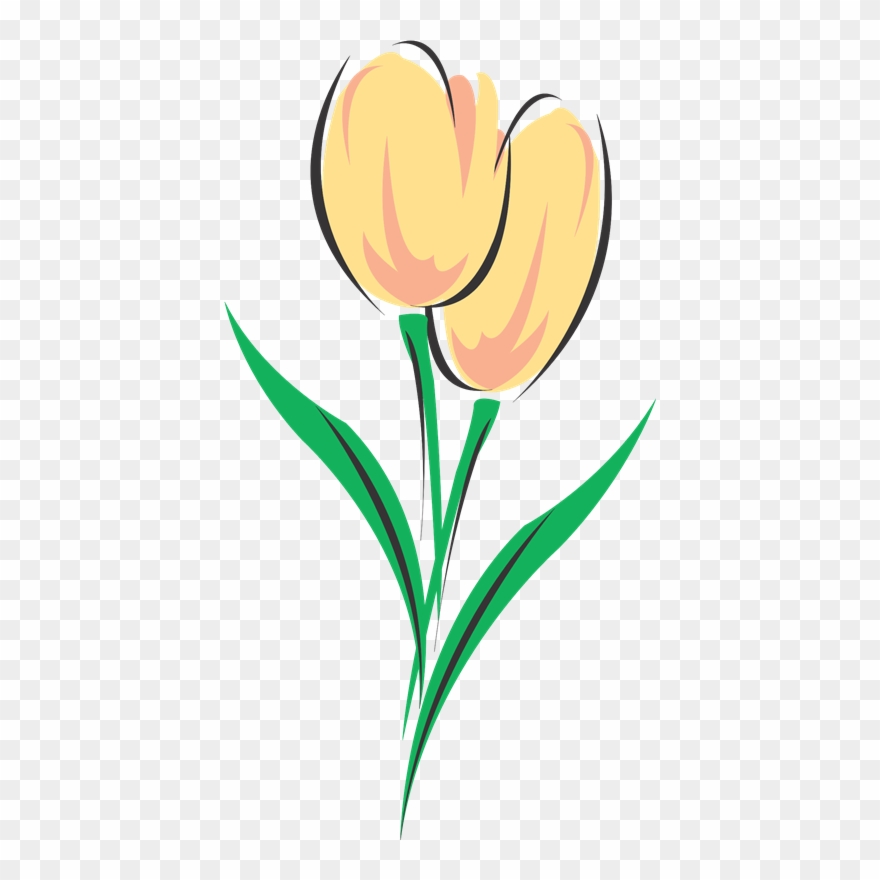 Tulips Drawing Colouring Clipart