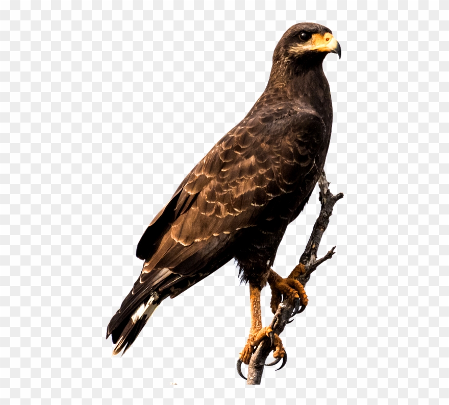 Raptor Bird Png - Eagle Sitting Png Clipart