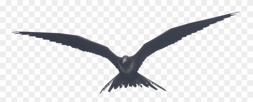 Image - Flying Birds Png In Hd Clipart