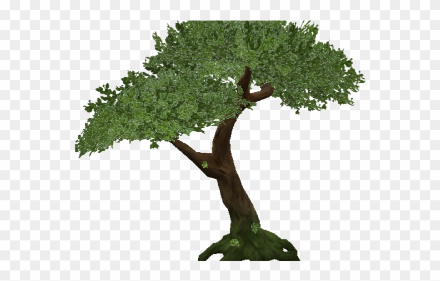 Rainforest Clipart Big Plant - Jungle Tree Transparent - Png Download