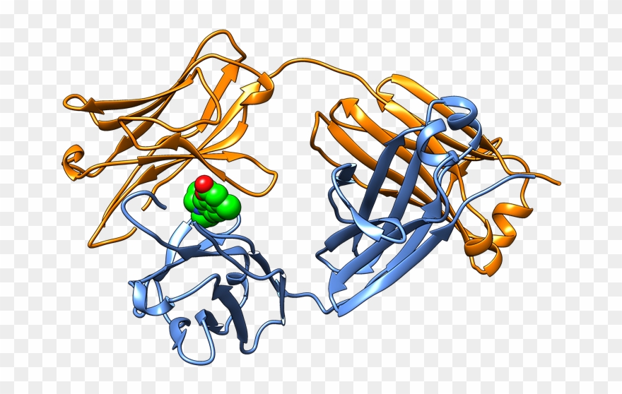 Crystal Structure Of The Native State Of A Light Chain - Graphic Design Clipart