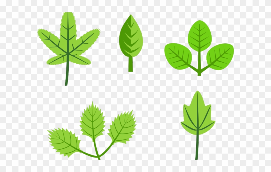 Different Leaves Clipart - Leaves On Tree Cartoon - Png Download