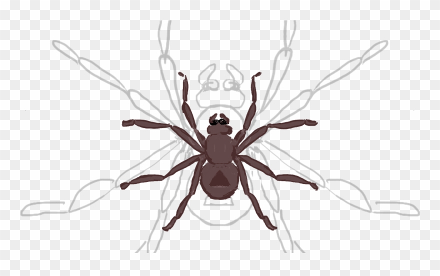 Storyfeather - Human Body Louse Clipart