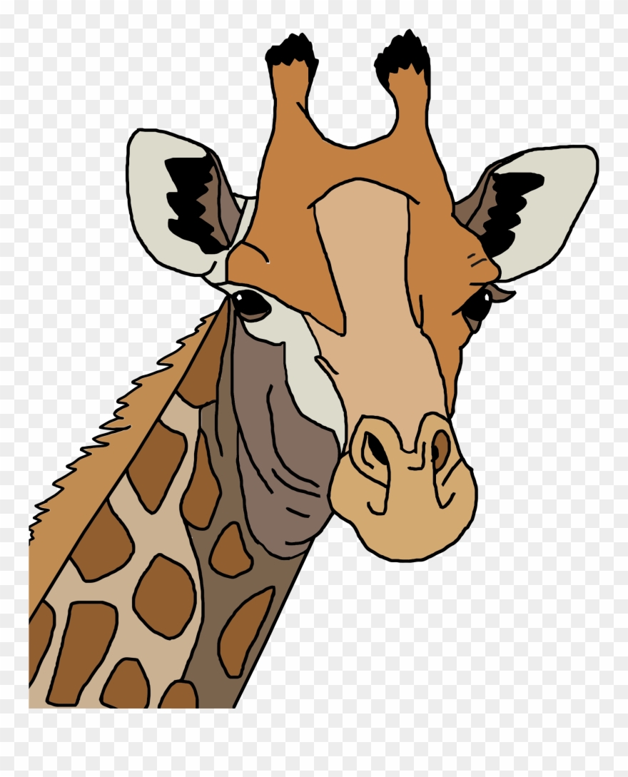 Colored Icons Png Free And Downloads - Giraffe Head Vector Free Clipart