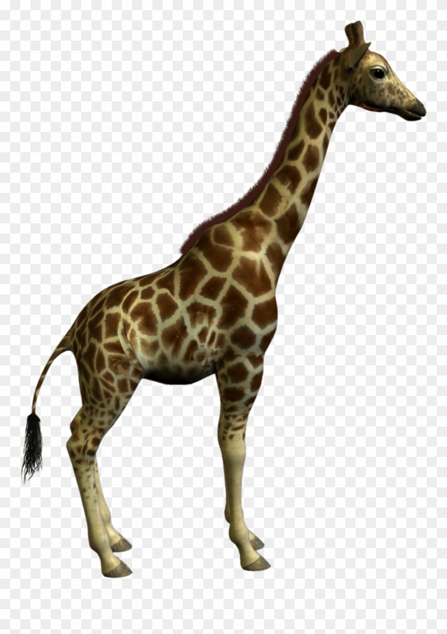 Giraffe Clipart Real - Big And Small Animals - Png Download