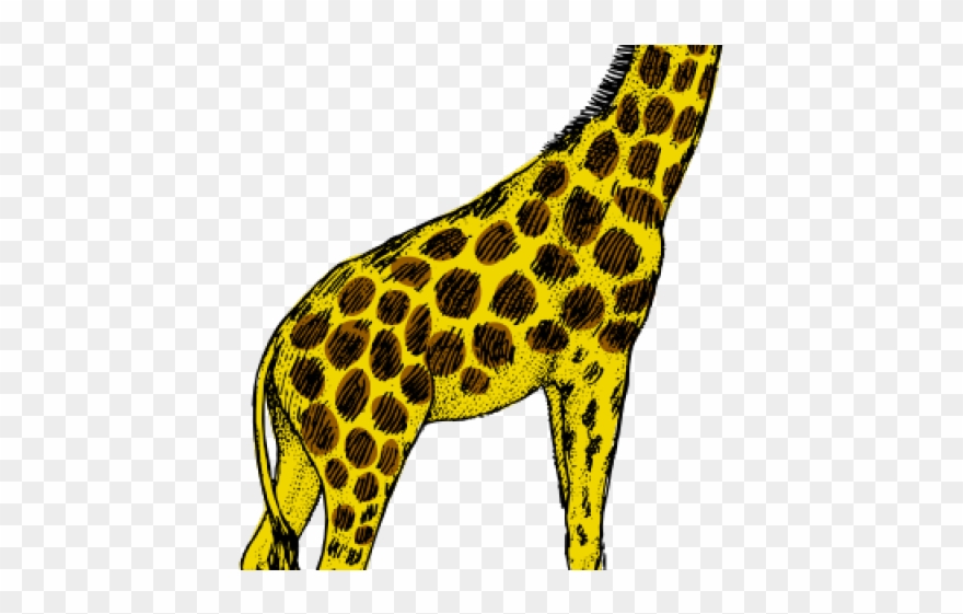 Giraffe Clipart Turquoise - Giraffe Drawing And Colouring - Png Download