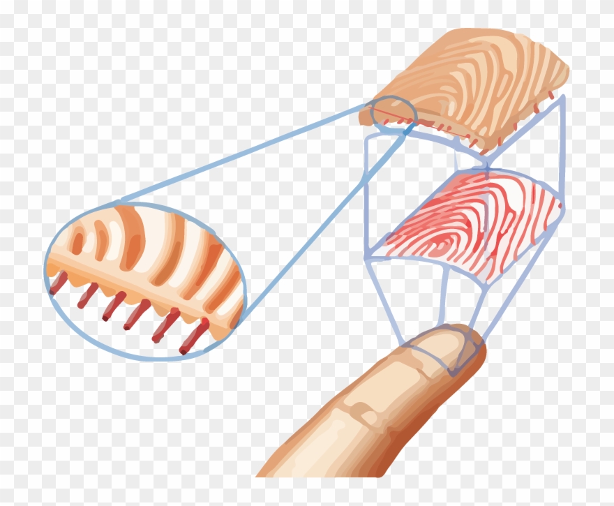 Tecnologia Espectral Huellas Clipart