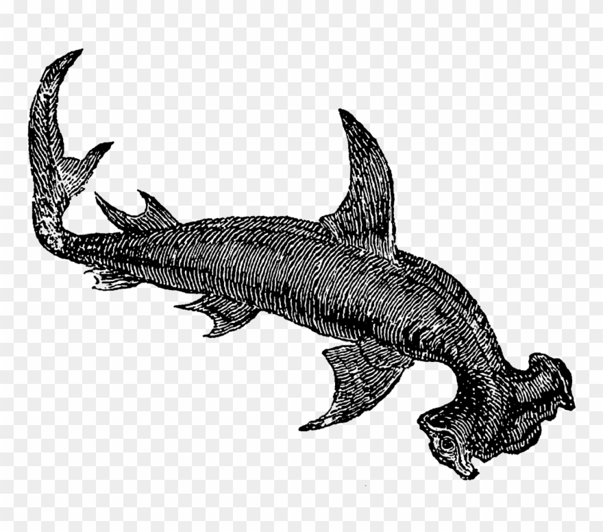 Even The First Digital Shark Clip Art Has A Very Mystical - Shark - Png Download