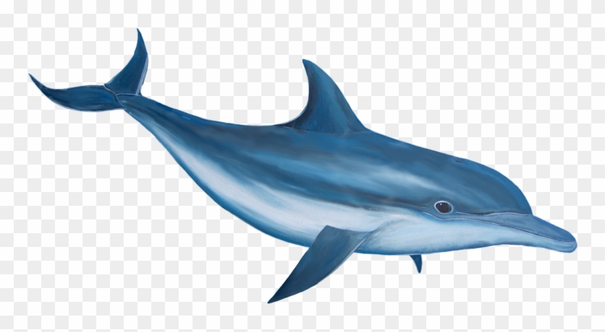 Dolphin Png Image Free Download - Would A Snake Hold A Knife Clipart