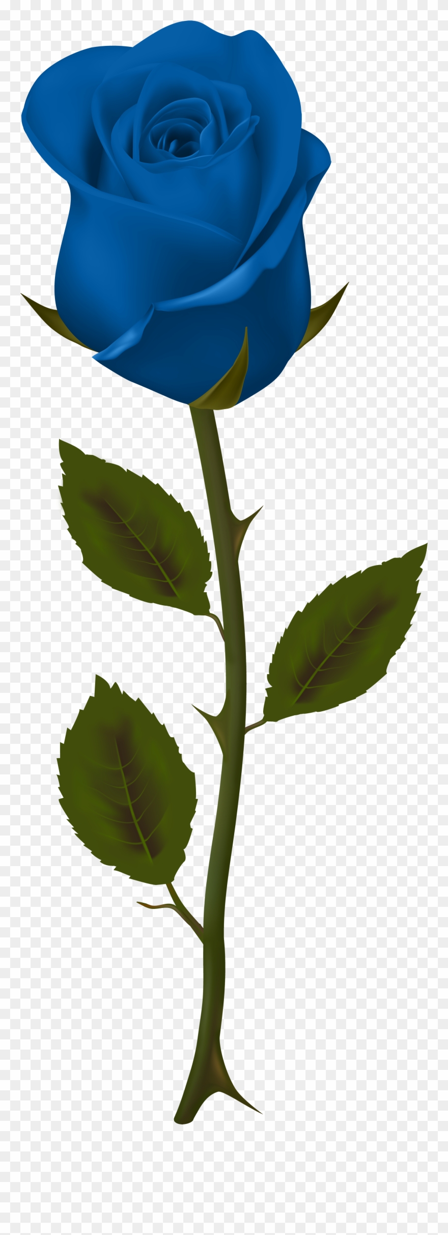 Blue Rose No Background Clipart