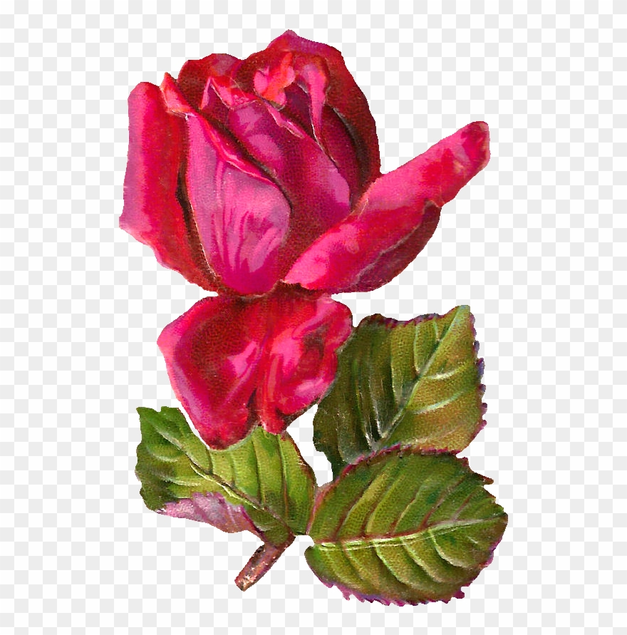 Free Digital Rose Clip Art - Antiqueimages Blogspot Com Rose - Png Download