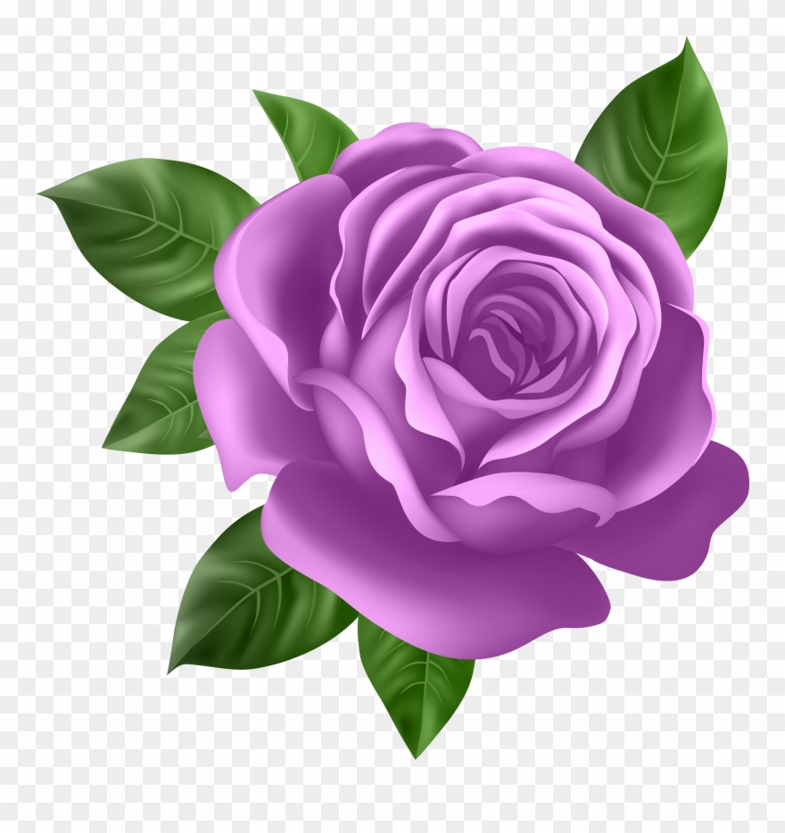 Purple Rose Transparent Png Clip Art - Purple Rose Clipart