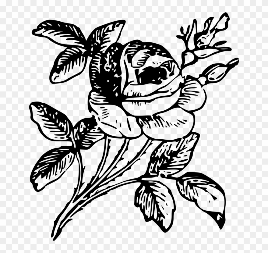 Drawing Floral Design Rose Flower Art - Png Of Rose Drawing Clipart