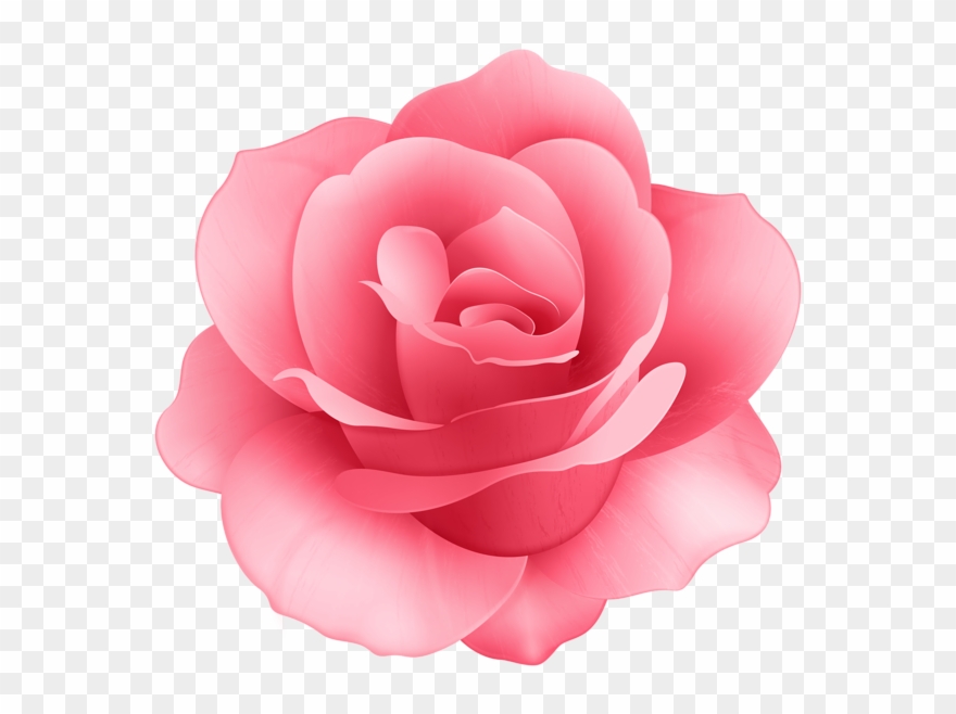 Rose Flower Clip Art Image - Pink Rose Flower Clip Art - Png Download