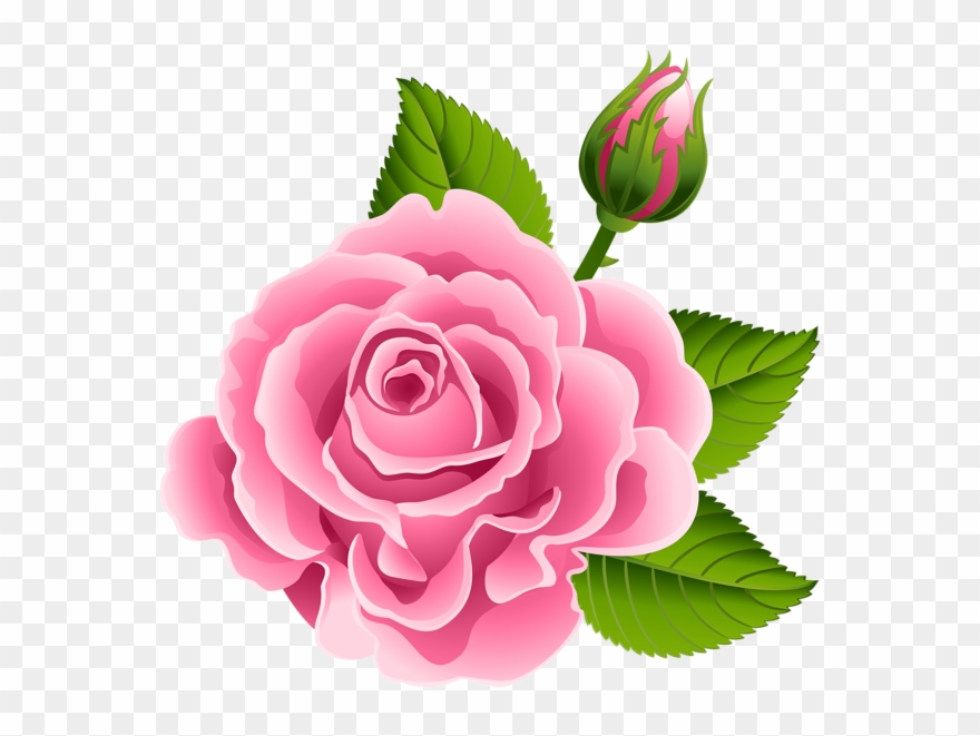 Pink Rose With Rose Bud Png Clip Art Image - Clip Art Transparent Png