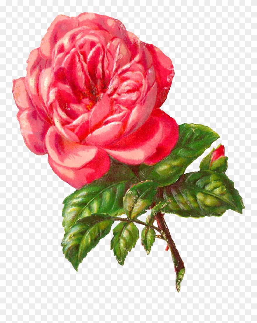 Pink Rose Clipart Illustrated - Clip Art - Png Download
