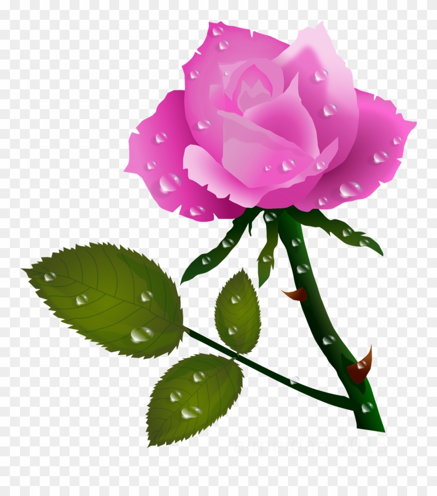Pink Rose With Water Drops Pink Roses, Planter, Water - Rose Flower P Clipart