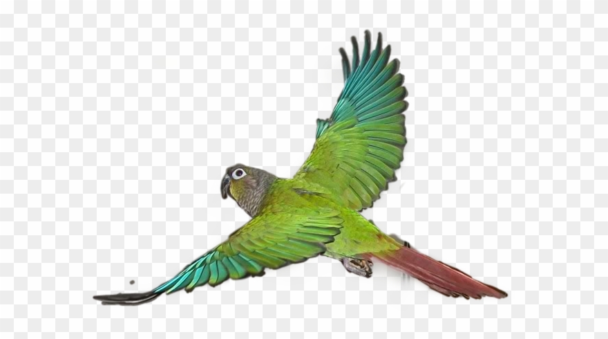 Budgie Clipart