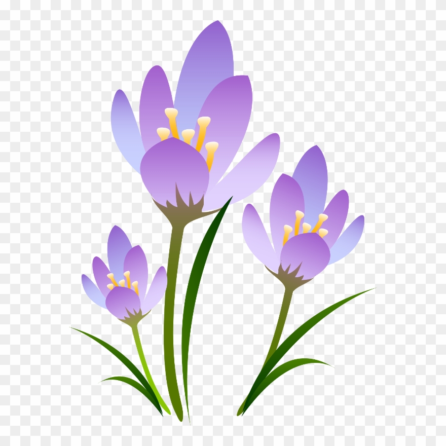 Wiosenne Kwiaty - Подснежник На Прозрачном Фоне Clipart