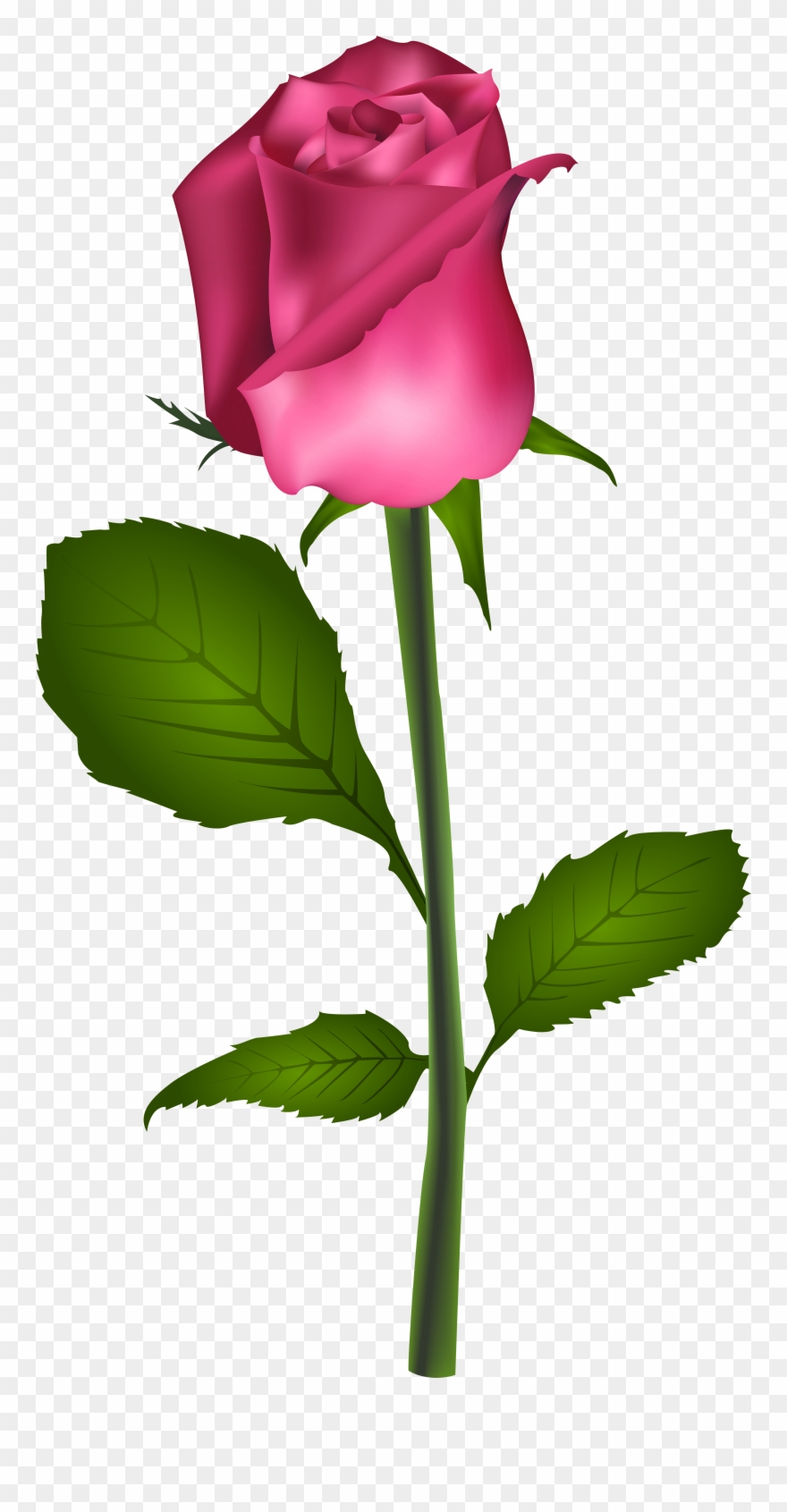 Best Rose Flower Clipart