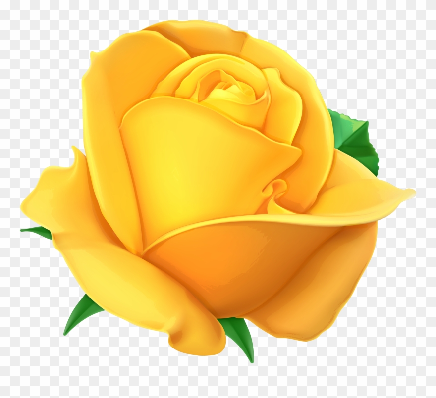 Yellow Rose With Transparent Background Clipart