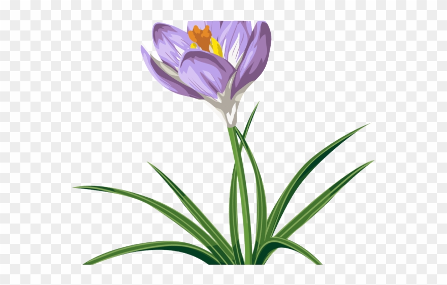 Crocus Clipart Rainforest Plant - Crocus - Png Download