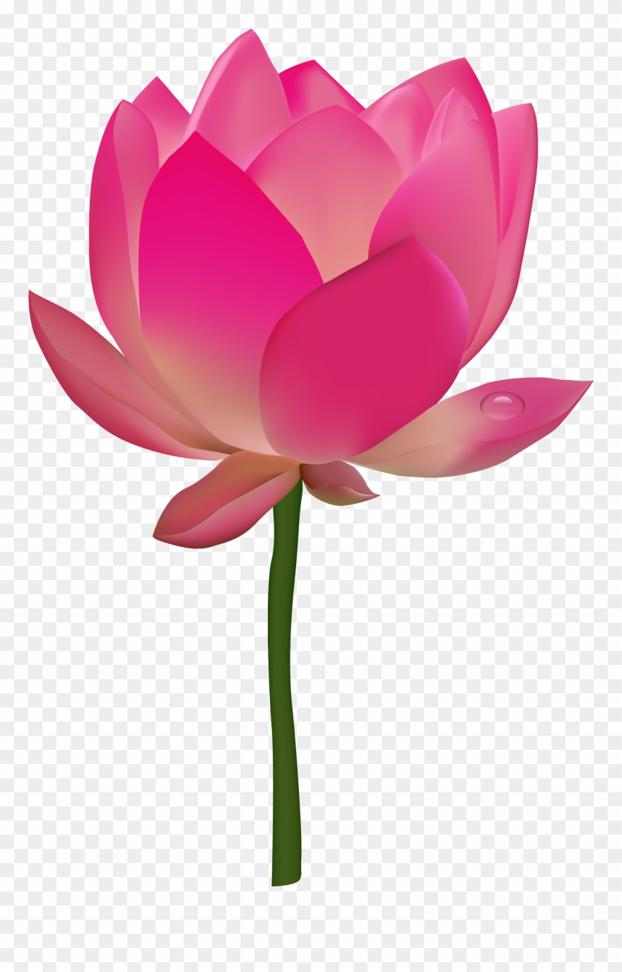 Lotus Clipart Large Flower - Flowers Information In English - Png Download