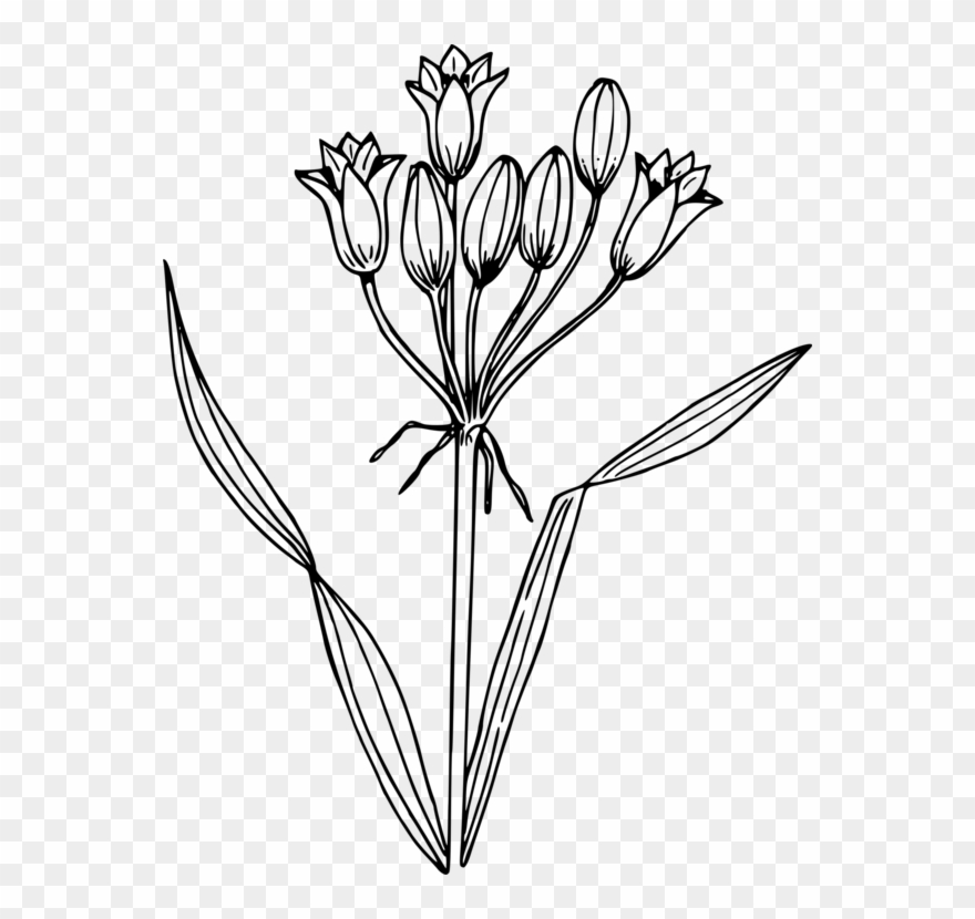 Computer Icons Drawing Hyacinth Line Art Watercolor - Water Hyacinth Png Black And White Clipart