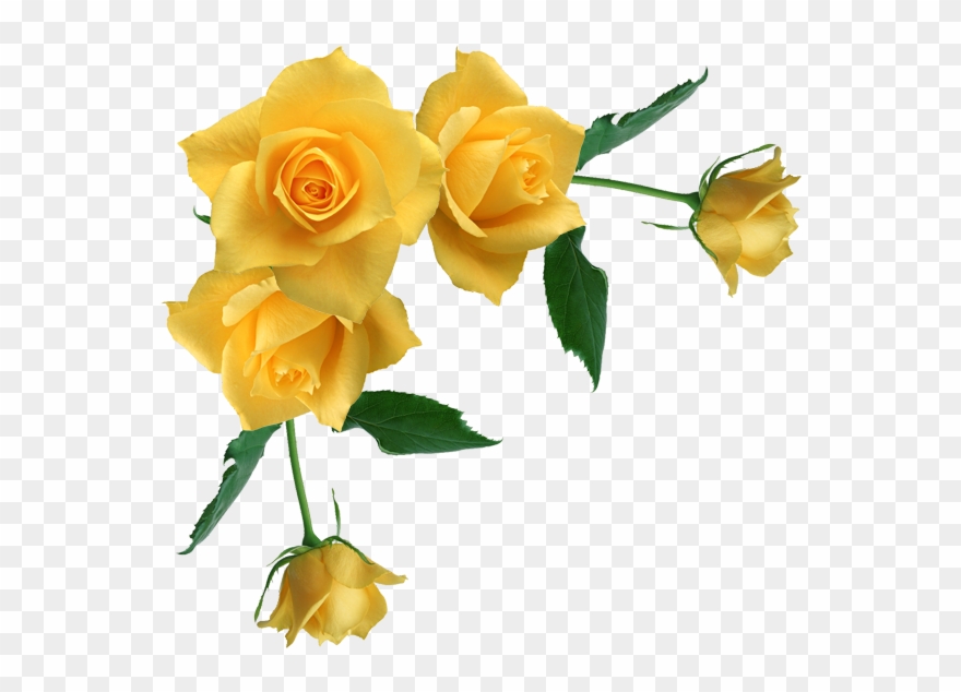 Rose Corner Cliparts - Yellow Roses Transparent Background - Png Download