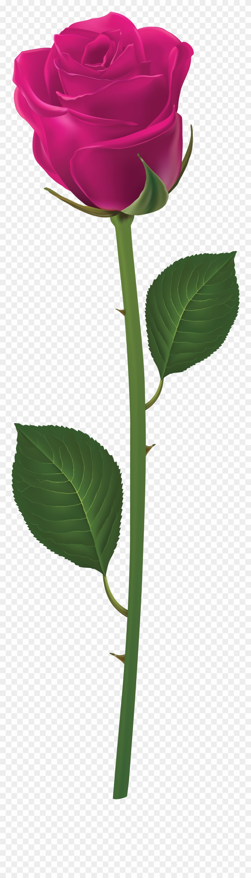Long Stem Purple Rose Clipart
