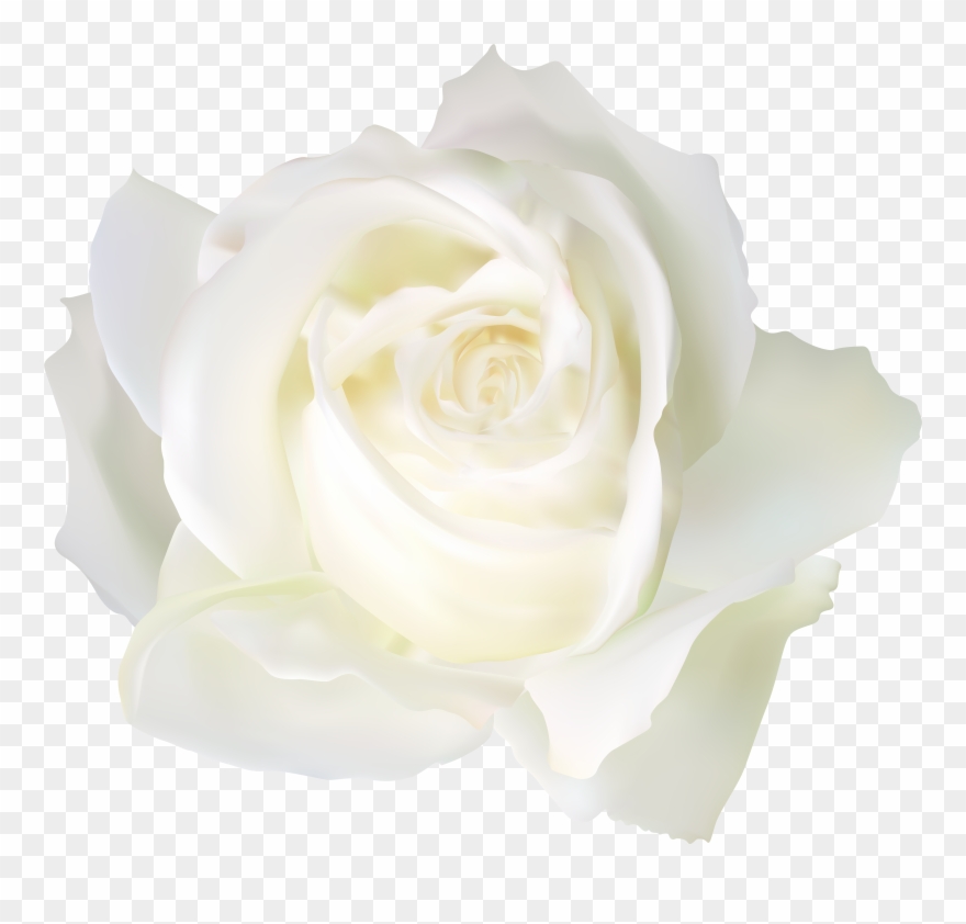 White Rose Clip Art - Png Download