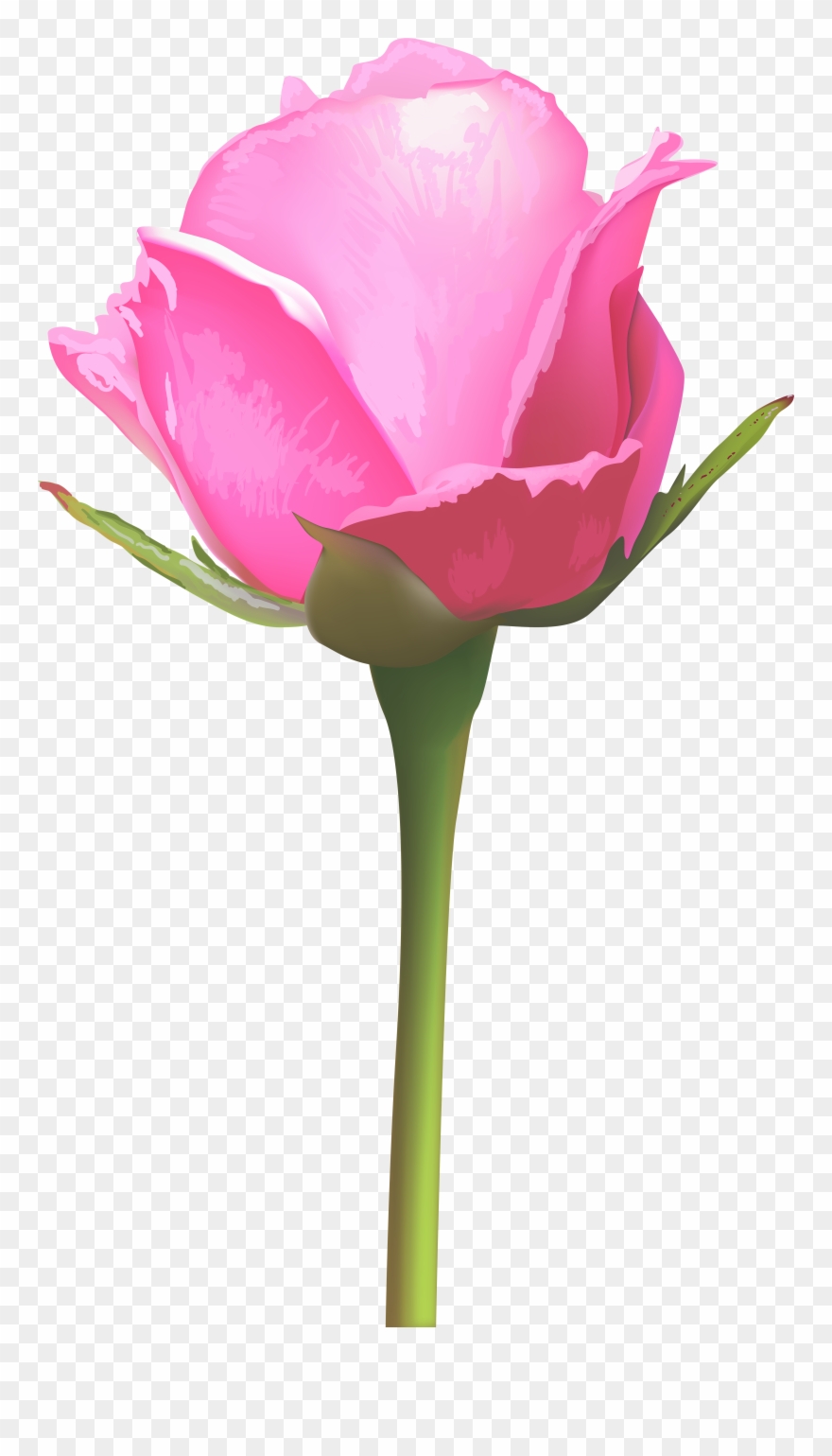 Single Pink Rose Flower Clipart