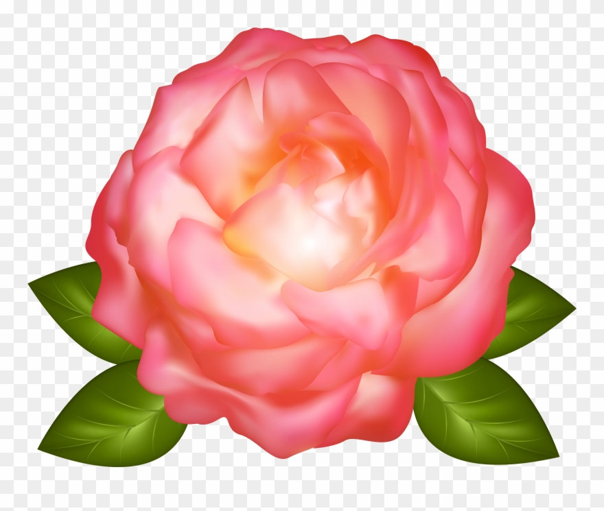 Rose Clipart