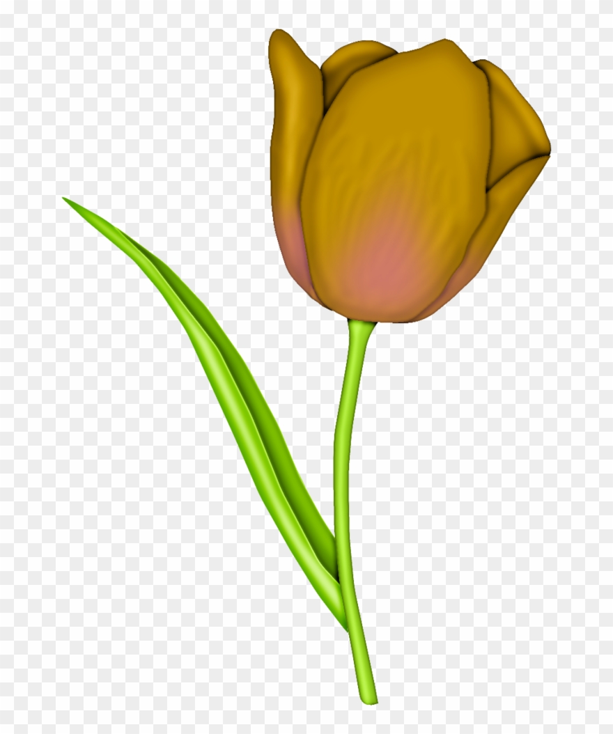 Explore Tulip, Art Flowers, And More - Sprenger's Tulip Clipart