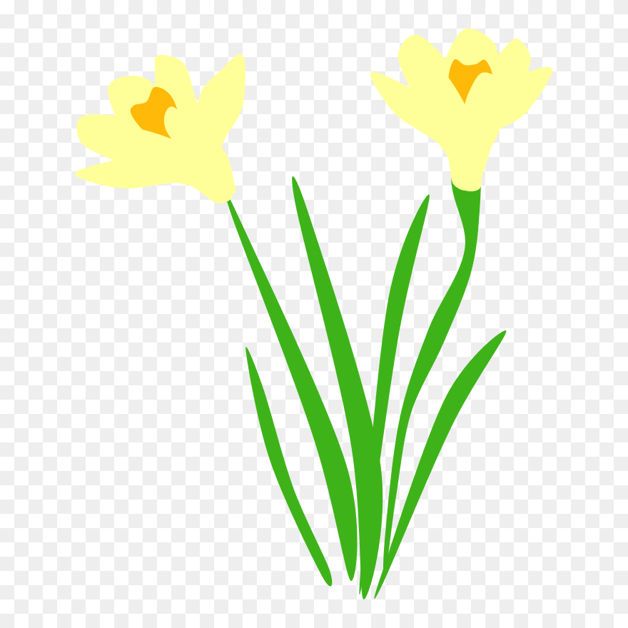 Petal Leaf Plant Stem Cut Flowers Flowering Plant - Daffodil Vector Png Clipart