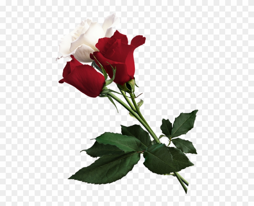 White Rose Clipart - Red Flowers On White Background - Png Download