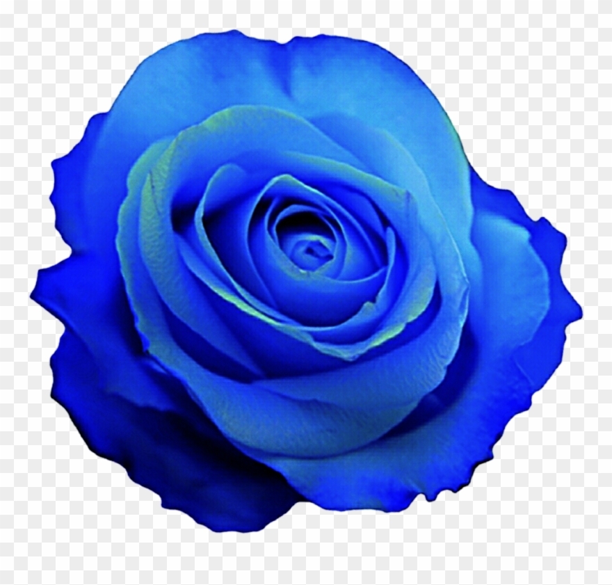 White Rose With Stem Png Transparent Clip Art Image - Blue Rose Clip Art