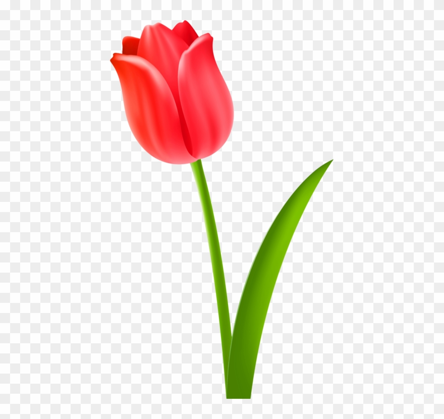 Tulip Cut Flowers Drawing Plant Stem - Tulip Hello Clipart